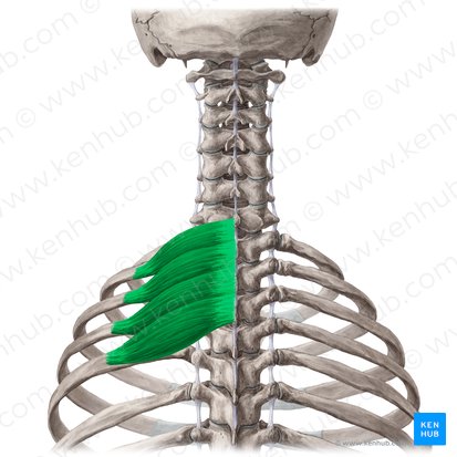 Músculo serrátil posterior superior (Musculus serratus posterior superior); Imagem: Yousun Koh