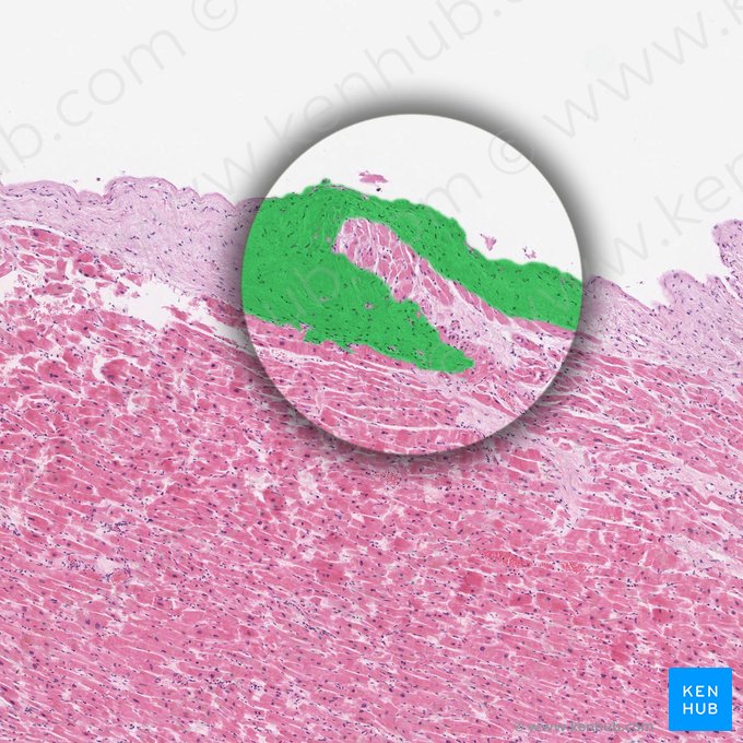 Endocarde (Endocardium); Image : 
