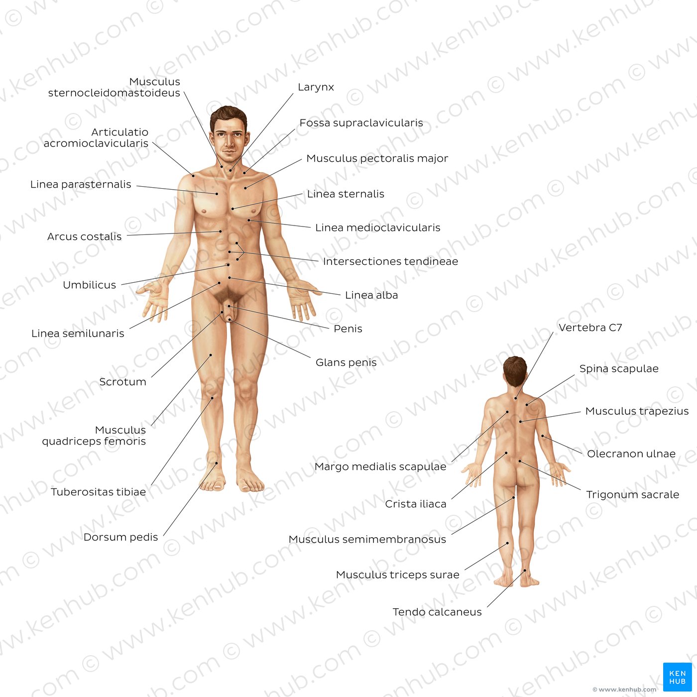 Männliche Oberflächenanatomie