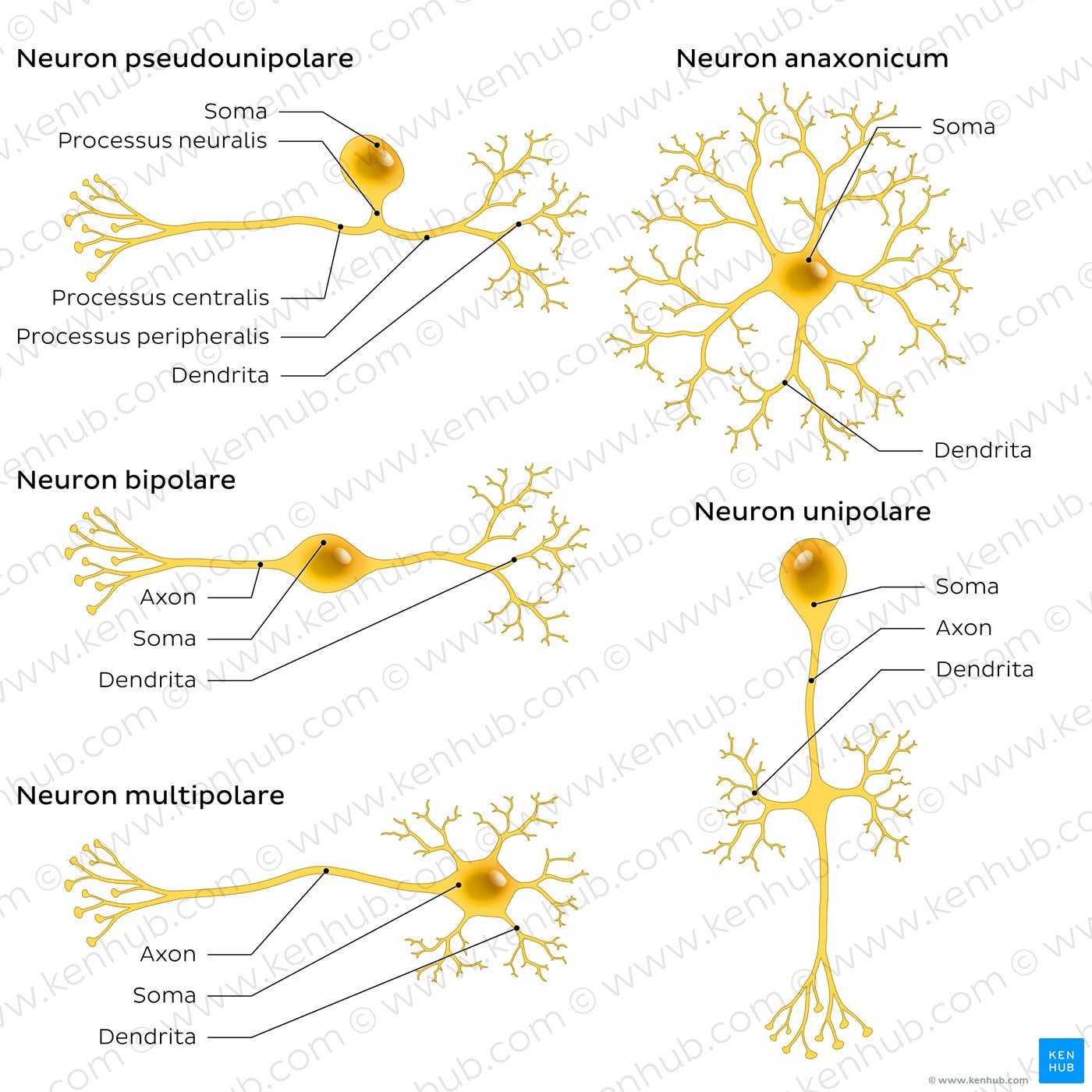An image showing 5 types of neurons (pseudounipolar, bipolar, multipolar, anaxonic, unipolar).