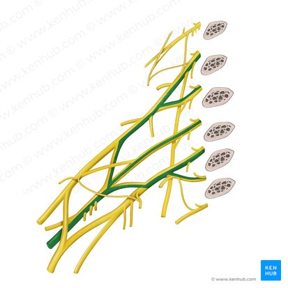 Nervus radialis (Speichennerv); Bild: Begoña Rodriguez