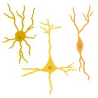 Layers and cells of the cerebral cortex