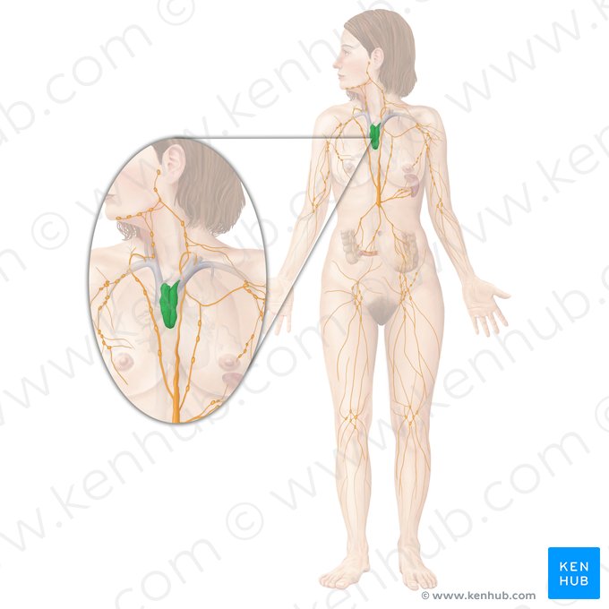 Timo (Thymus); Imagen: Begoña Rodriguez