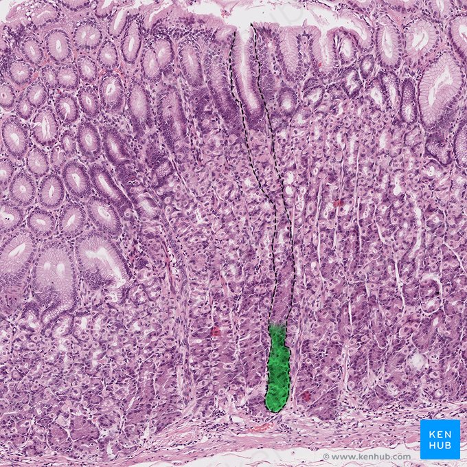 Base da glândula gástrica (Basis glandulae gastricae); Imagem: 