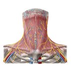 Vascularización e inervación del cuello 