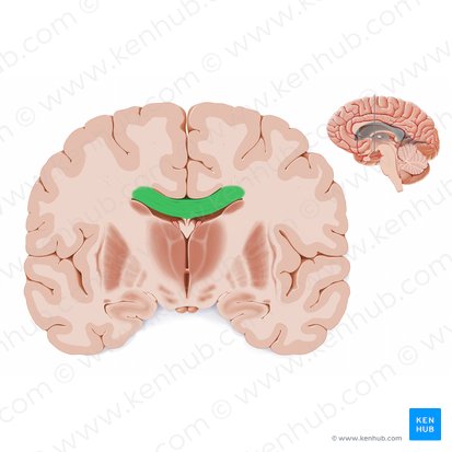 Cuerpo del cuerpo calloso (Truncus corporis callosi); Imagen: Paul Kim