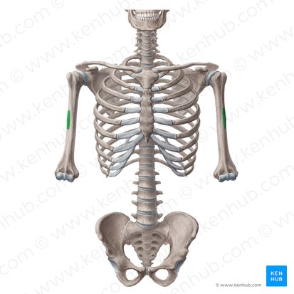 Deltoid tuberosity of humerus (Tuberositas deltoidea humeri); Image: Yousun Koh