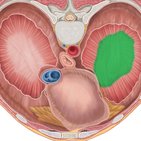 Superior phrenic artery