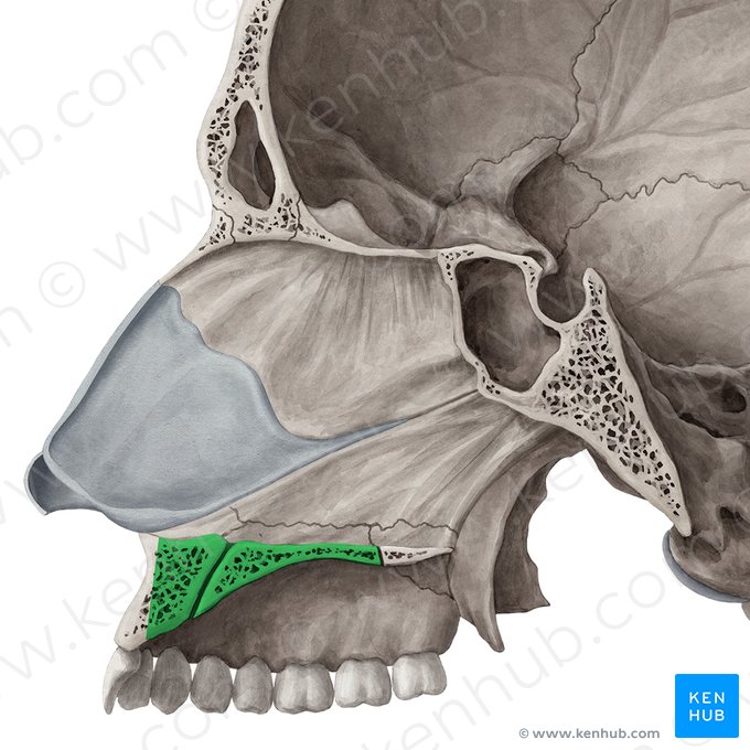 Processo palatino da maxila (Processus palatinus maxillae); Imagem: Yousun Koh