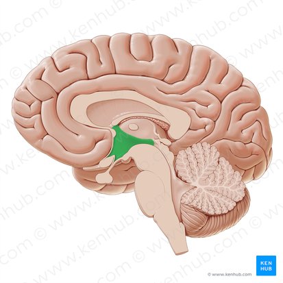 Hypothalamus; Image : Paul Kim