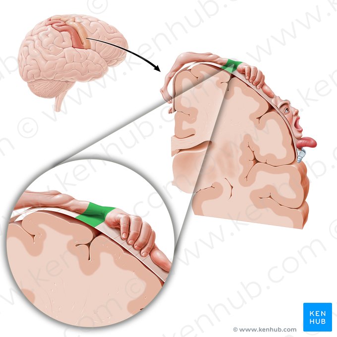 Motor cortex of wrist (Cortex motorius regionis carpi); Image: Paul Kim