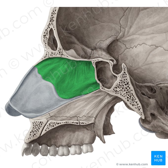 Lâmina perpendicular do osso etmoide (Lamina perpendicularis ossis ethmoidalis); Imagem: Yousun Koh