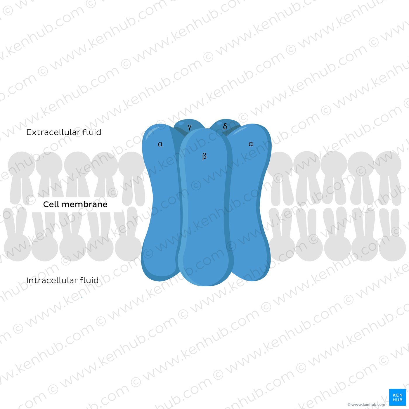 Ion channels: general structure and subunits