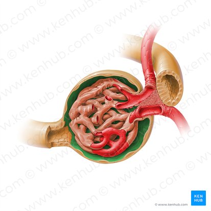 Spatium capsulare glomerularis (Glomerulärer Kapselraum); Bild: Paul Kim