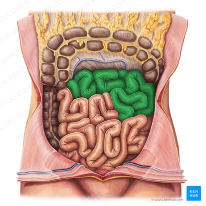 Jejunum (Leerdarm); Bild: Irina Münstermann