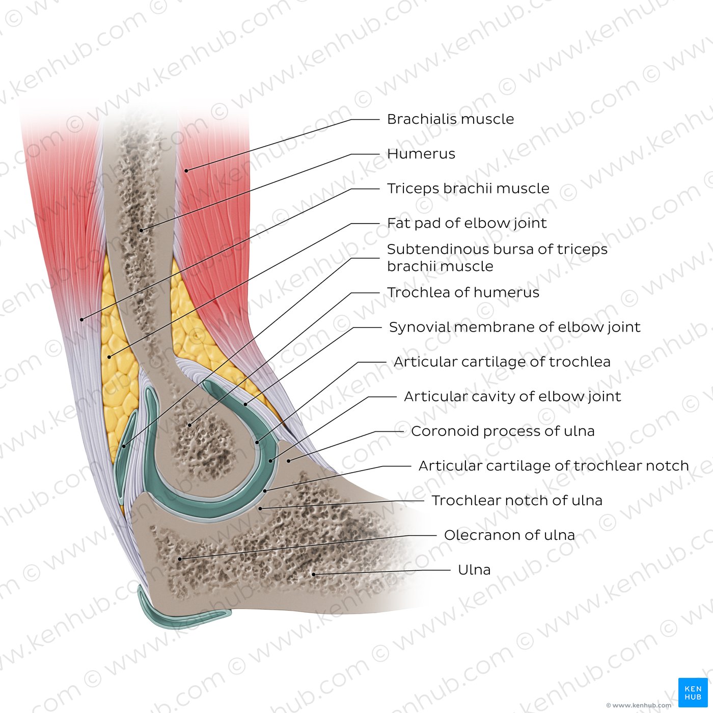 Review of the elbow joint