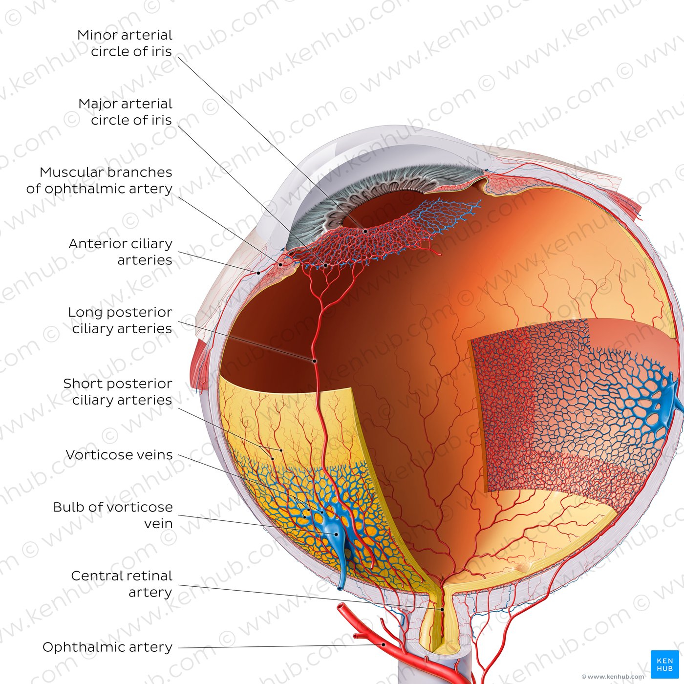 Overview of blood vessels of the eye