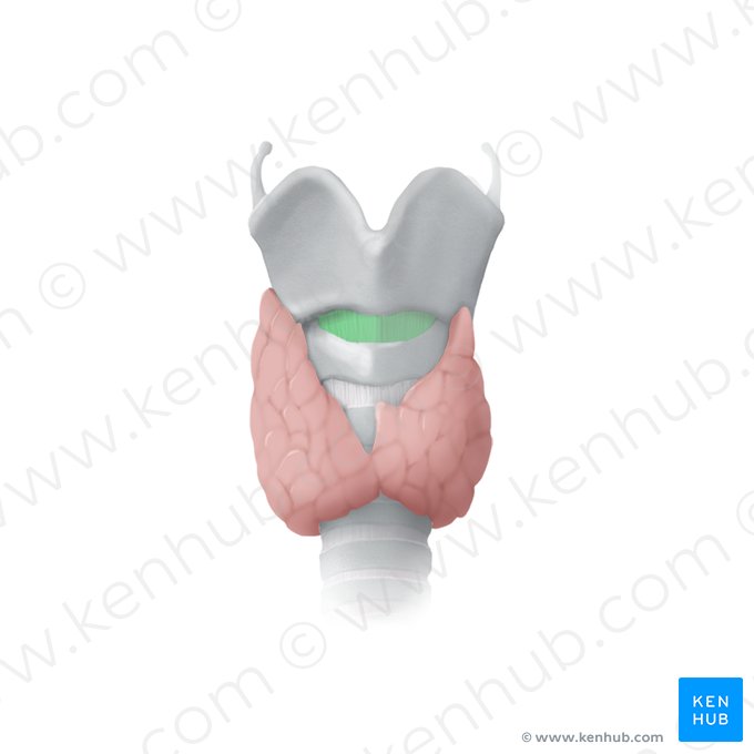 Ligamento cricotiroideo (Ligamentum cricothyroideum); Imagen: Begoña Rodriguez