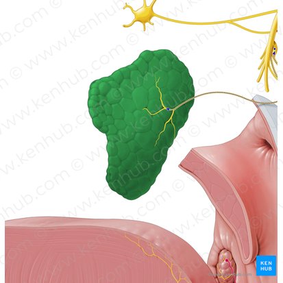 Parotid gland (Glandula parotidea); Image: National Library of Medicine