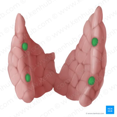 Parathyroid gland (Glandula parathyroidea); Image: Begoña Rodriguez