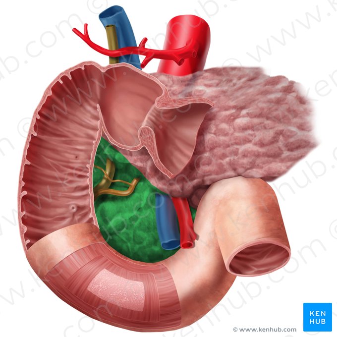 Cabeça do pâncreas (Caput pancreatis); Imagem: Begoña Rodriguez