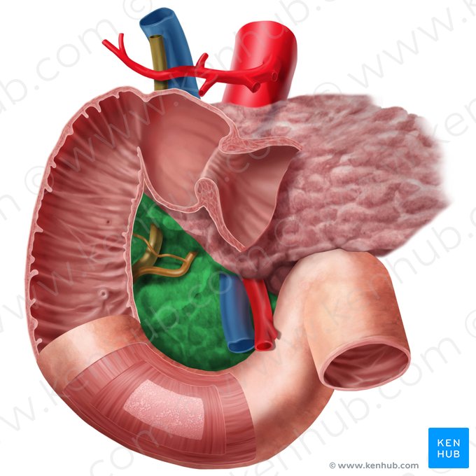 Tête du pancréas (Caput pancreatis); Image : Begoña Rodriguez