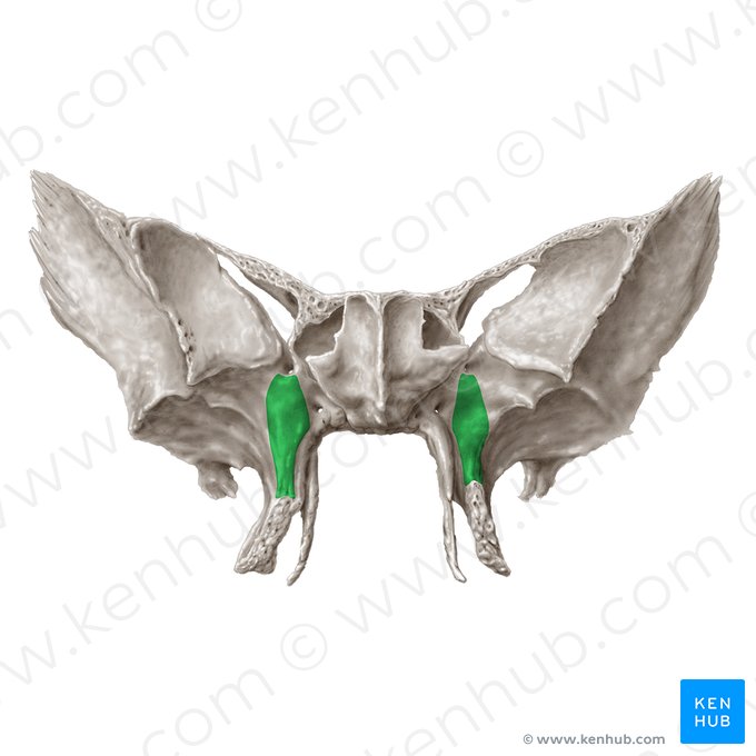 Superfície maxilar da asa maior do osso esfenoide (Facies maxillaris alae majoris ossis sphenoidalis); Imagem: Samantha Zimmerman