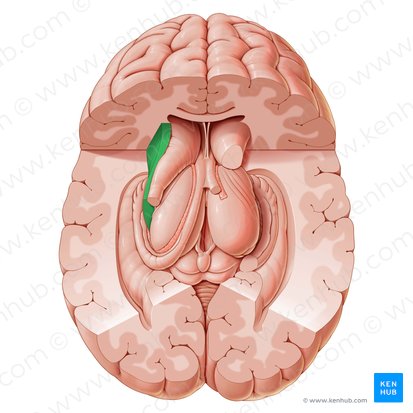 Internal capsule (Capsula interna); Image: Paul Kim