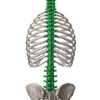 Vertebral column (spine)