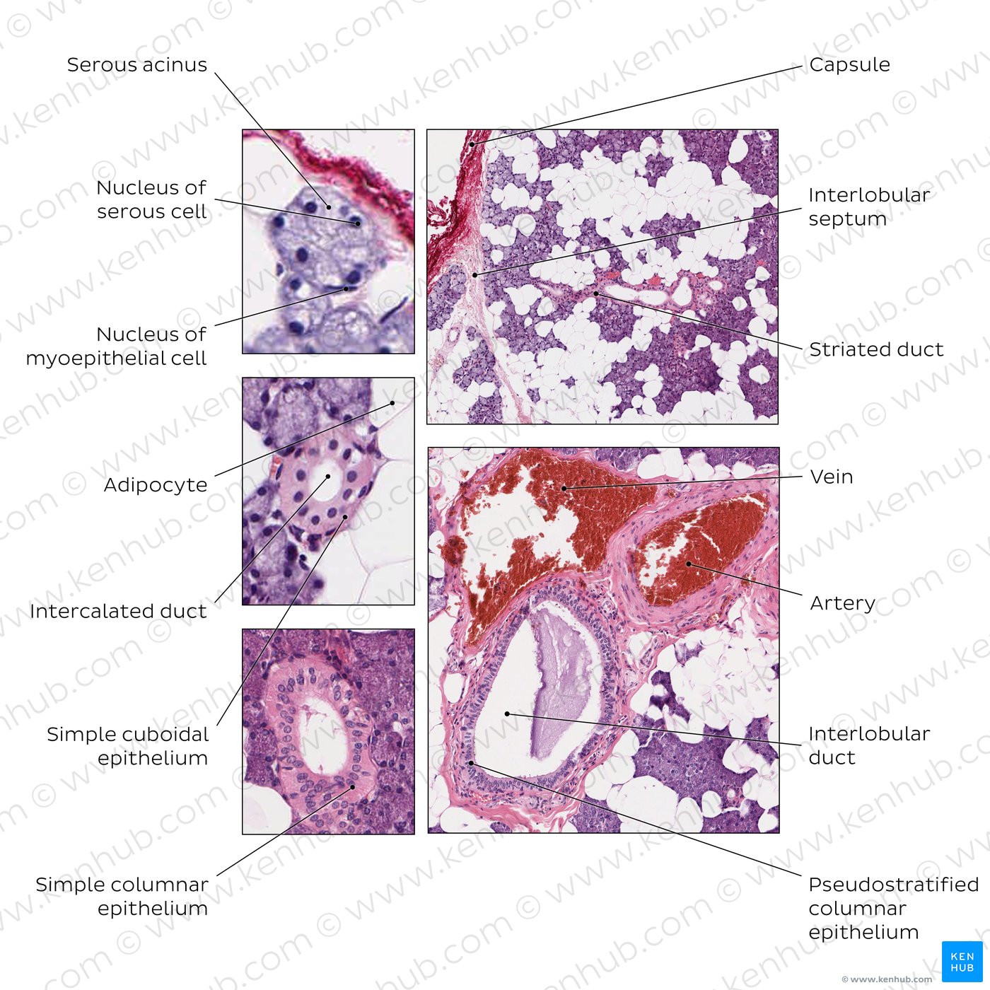 Parotid gland. Stain: H&E.