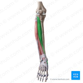 Tibialis anterior muscle (Musculus tibialis anterior); Image: Liene Znotina