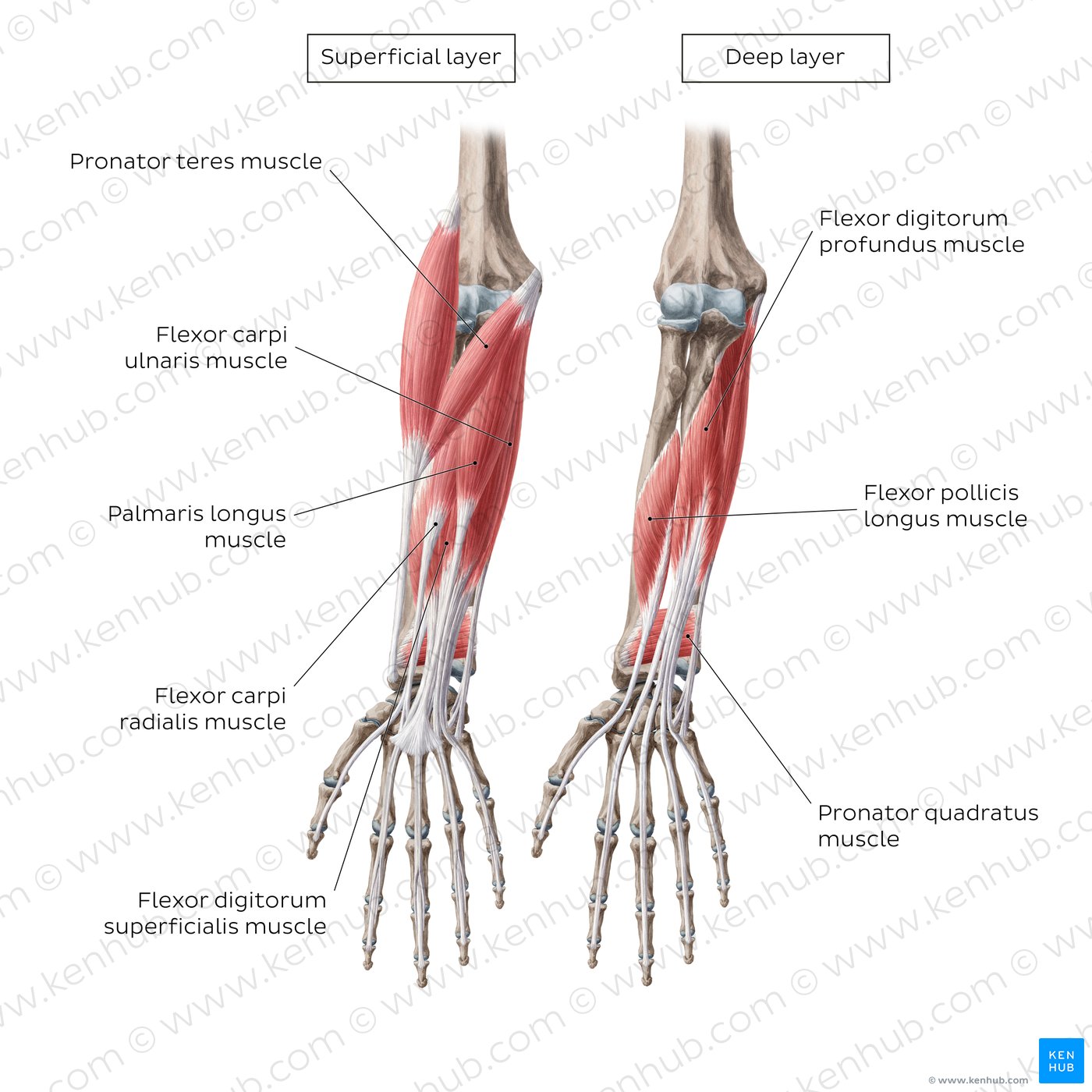 Diagram of the forearm flexors