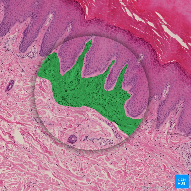 Haematoxylin & Eosin stain (Loose connective tissue) - histological slide