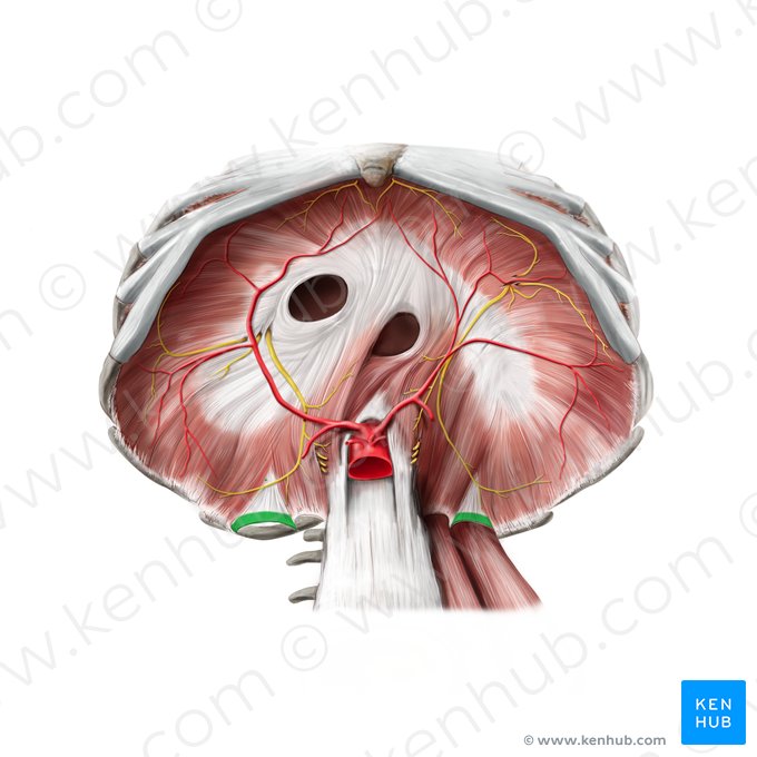 Ligamento arqueado lateral (Ligamentum arcuatum laterale); Imagem: Stephan Winkler