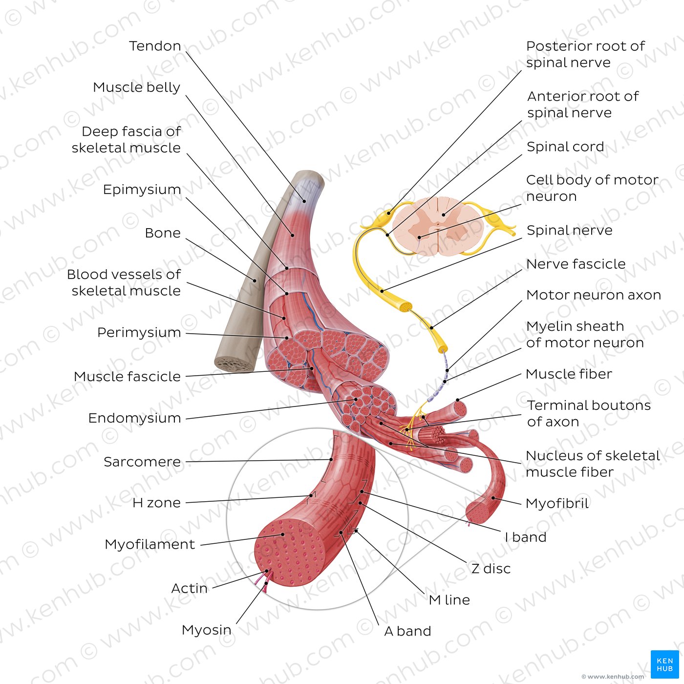 Structure of skeletal muscle