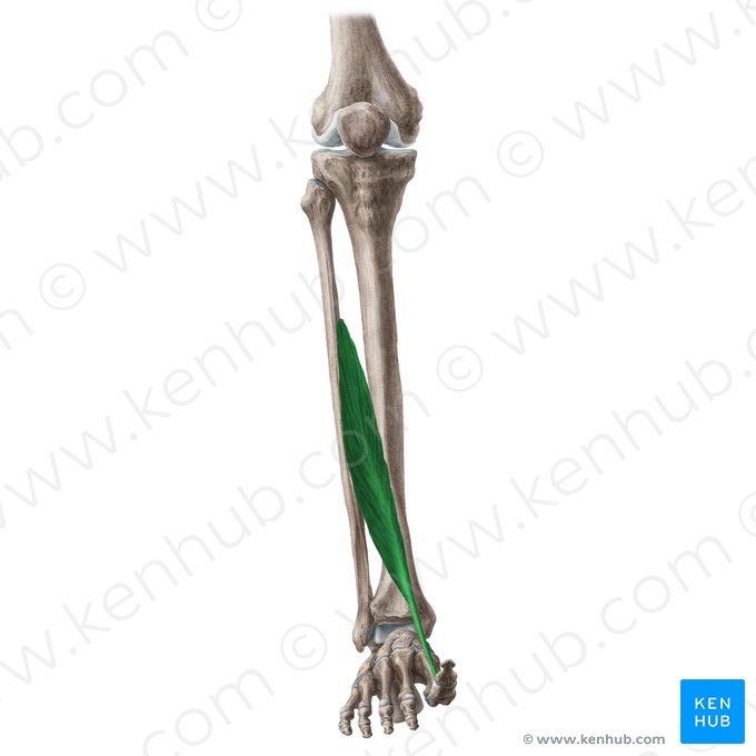 Músculo extensor longo do hálux (Musculus extensor hallucis longus); Imagem: Liene Znotina