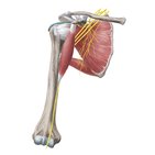 Median nerve