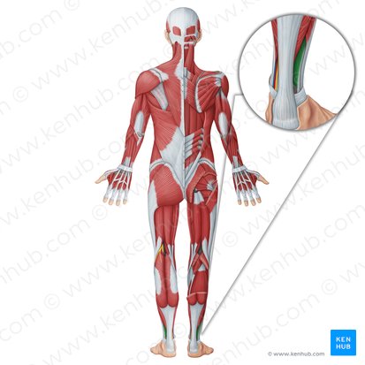 Músculo fibular curto (Musculus fibularis brevis); Imagem: Irina Münstermann