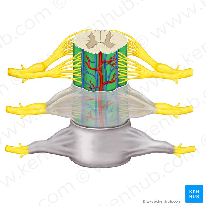 Pia-máter da medula espinal (Pia mater spinalis); Imagem: Rebecca Betts