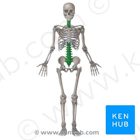 Vertebral column: Anatomy, curvature and movements | Kenhub