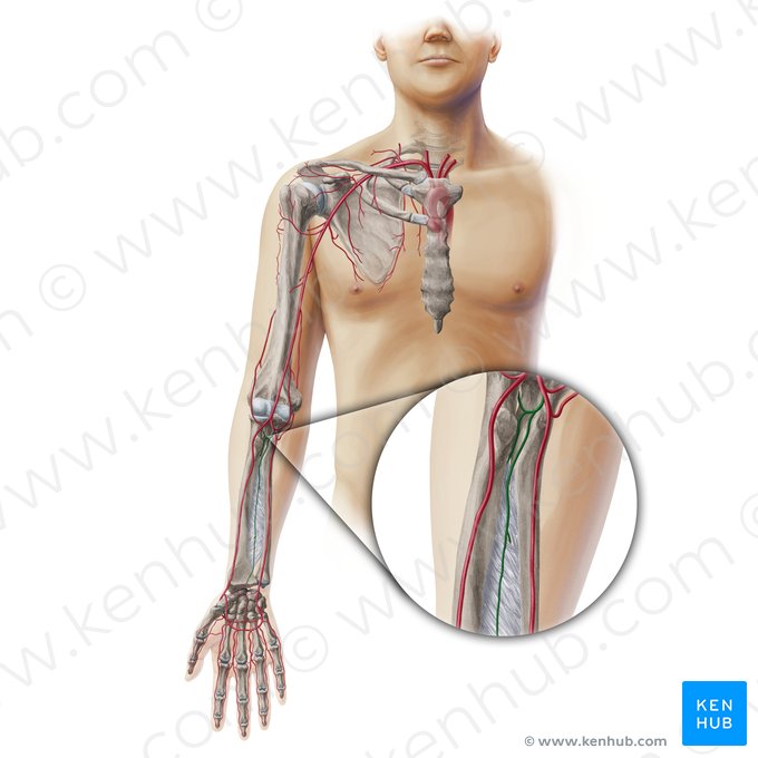 Artérias interósseas do antebraço (Arteriae interosseae antebrachii); Imagem: Paul Kim