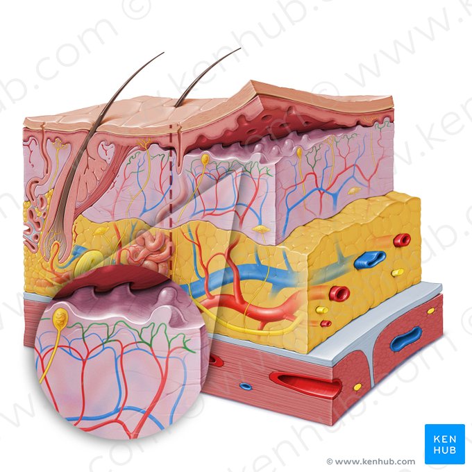 Subpapillary arterial network (Rete arteriosum subpapillare); Image: Paul Kim