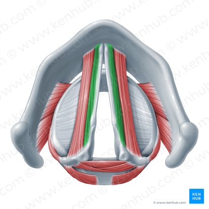 Musculus vocalis (Stimmmuskel); Bild: Paul Kim