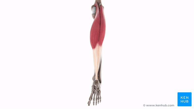 Zweiköpfiger Wadenmuskel (Musculus gastrocnemius), 3D-Modell
