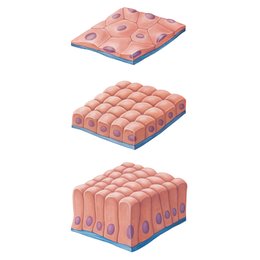 Surface epithelium