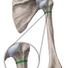 Surgical neck of humerus