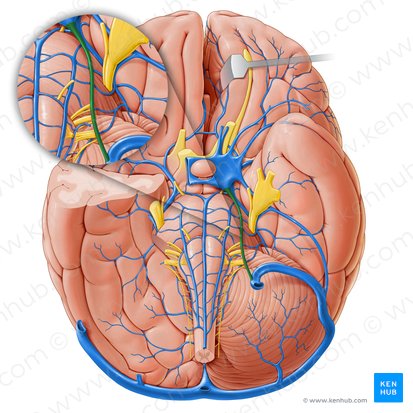 Inferior petrosal sinus (Sinus petrosus inferior); Image: Paul Kim