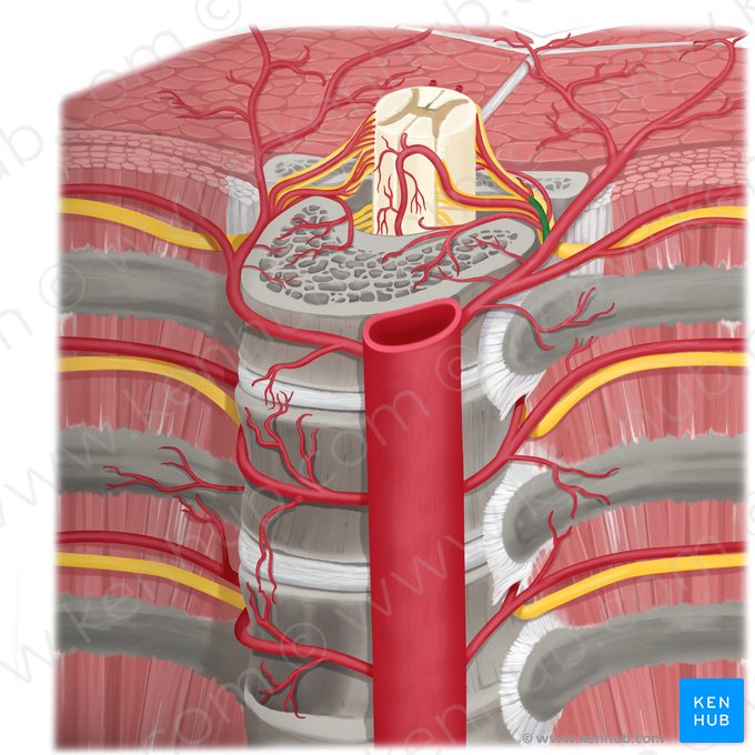 Ramo espinal da artéria intercostal posterior (Ramus spinalis arteriae intercostalis posterioris); Imagem: Rebecca Betts