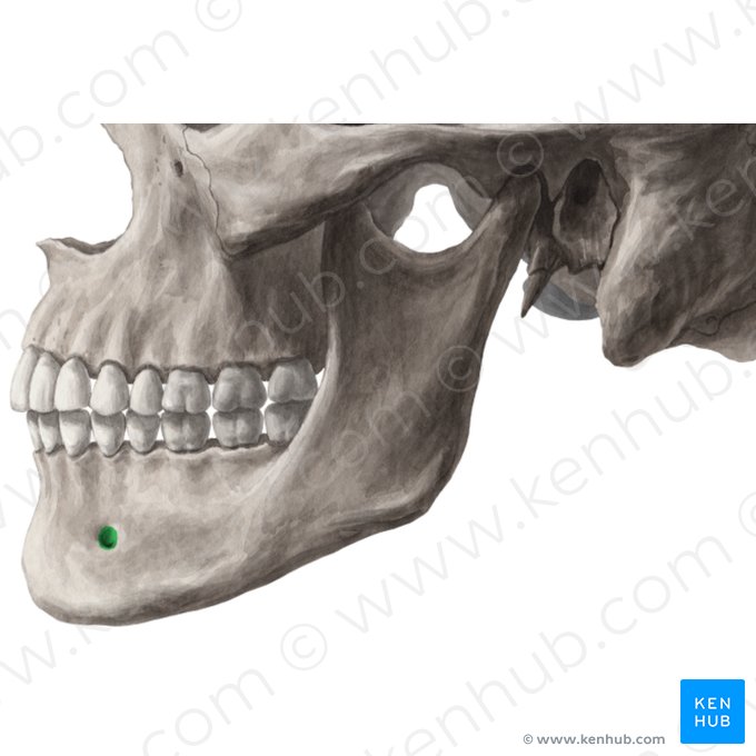 Foramen mentoniano de la mandíbula (Foramen mentale mandibulae); Imagen: Yousun Koh