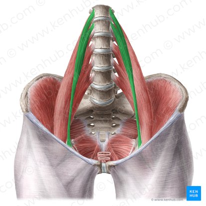 Musculus psoas minor (Kleiner Lendenmuskel); Bild: Liene Znotina